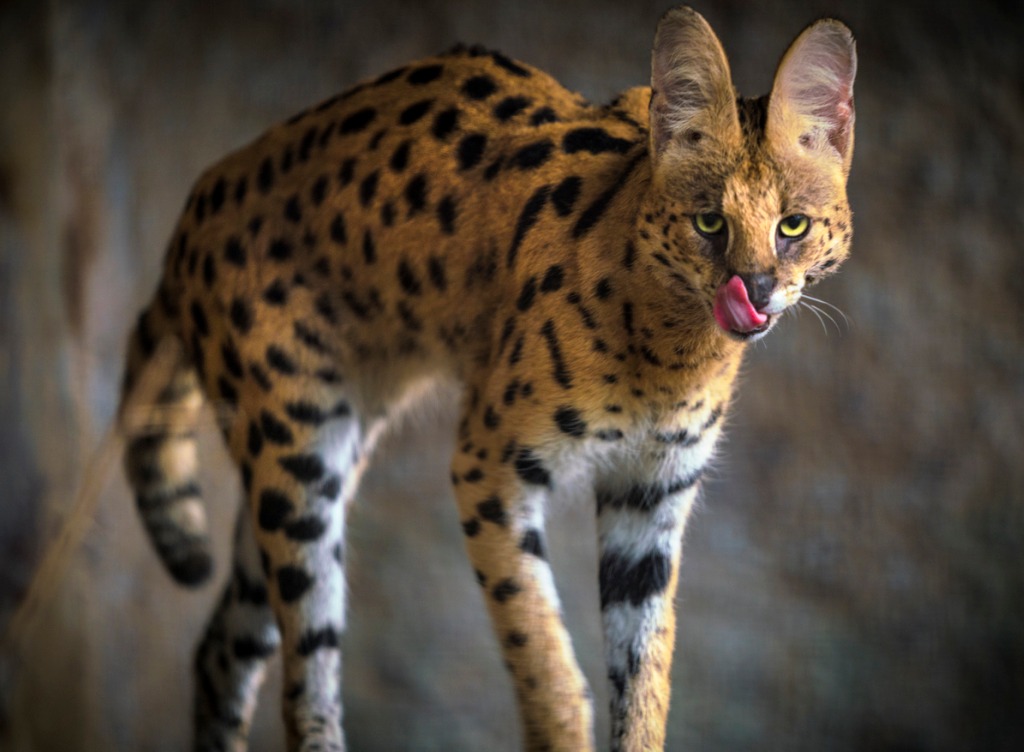 wild cats of africa Serval 1
