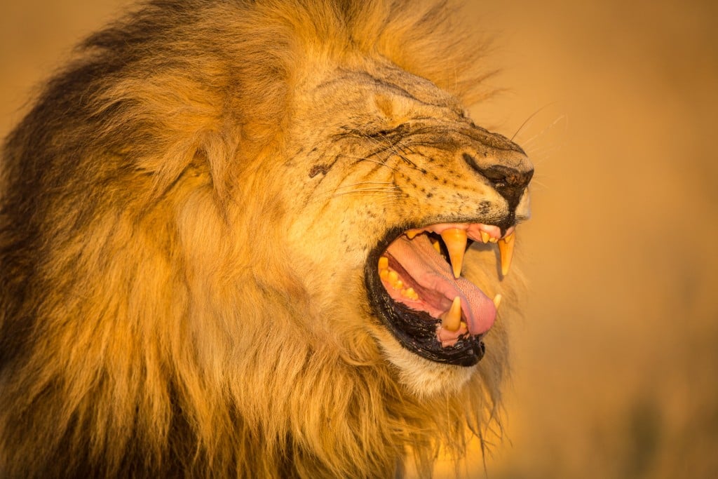 صفات حيوان الأسد Wild_cats_of_africa_lion_1