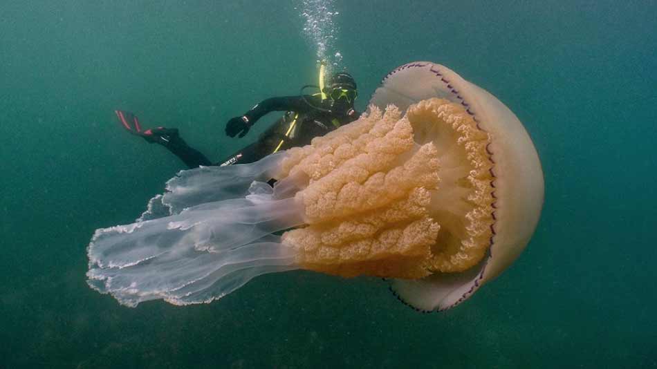 giant jellyfish image 