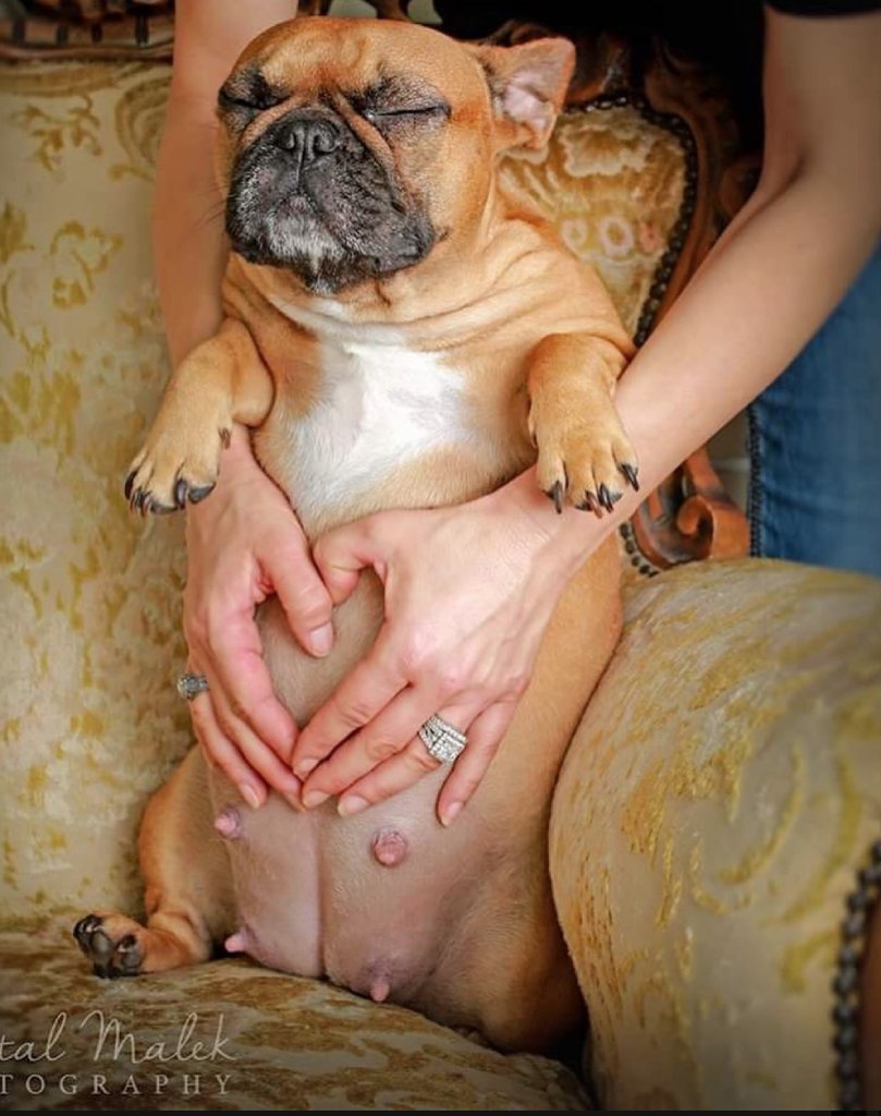 dog pregnancy image 