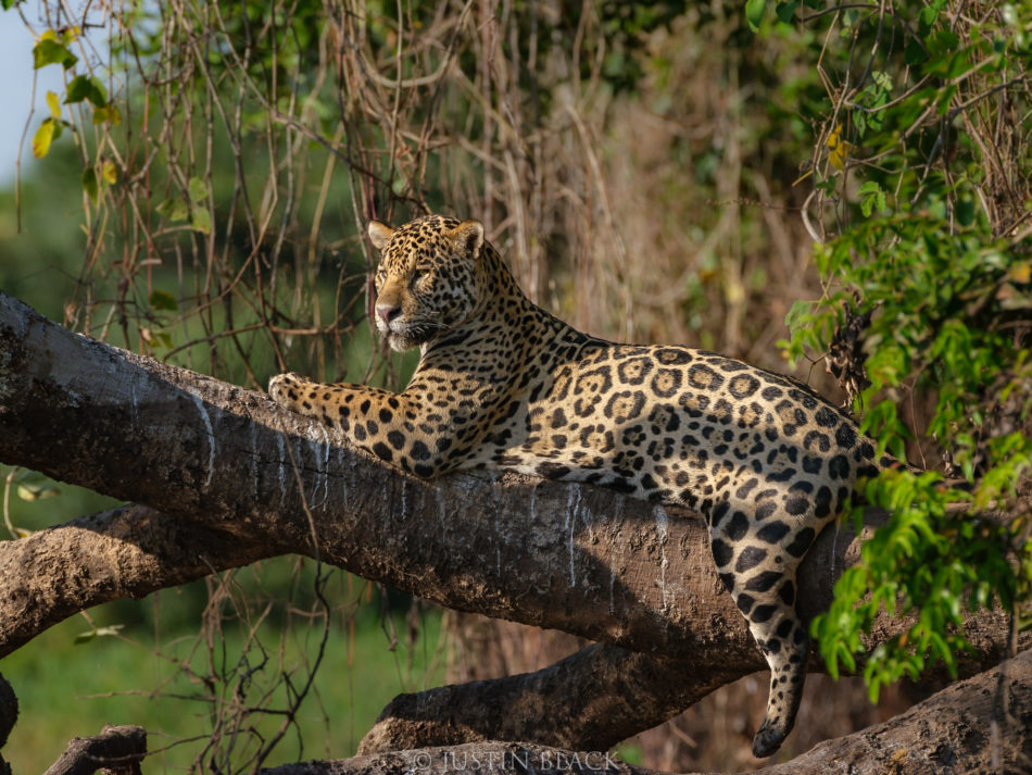 Photograph Jaguars in Brazil 1 image 