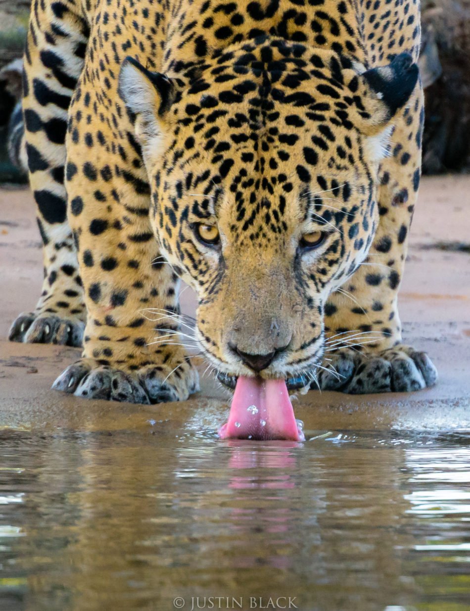 Photograph Jaguars in Brazil 2 image 