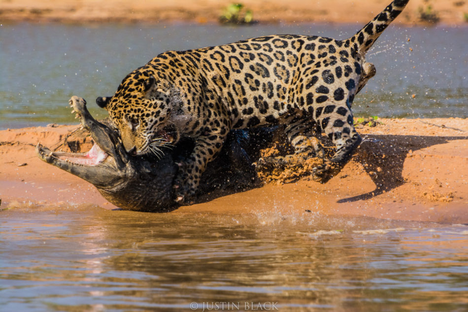 Photograph Jaguars in Brazil 3 image 