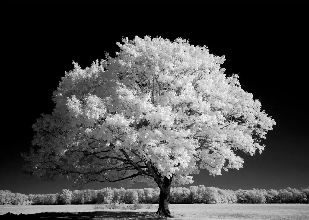 try infrared image 