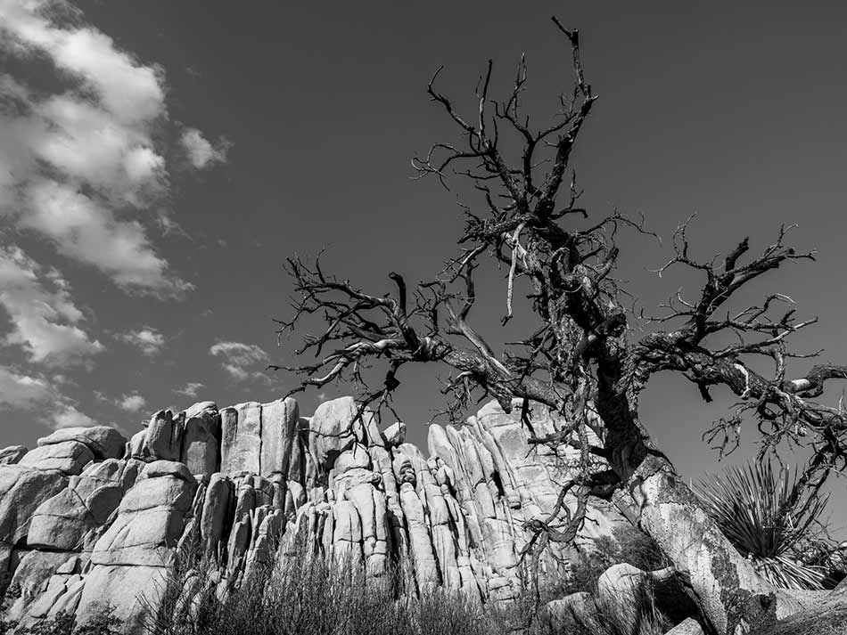 Photography Trek and Adventures: Joshua Tree