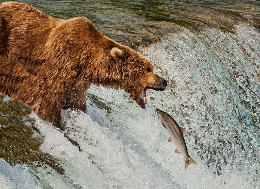 how to photograph bears