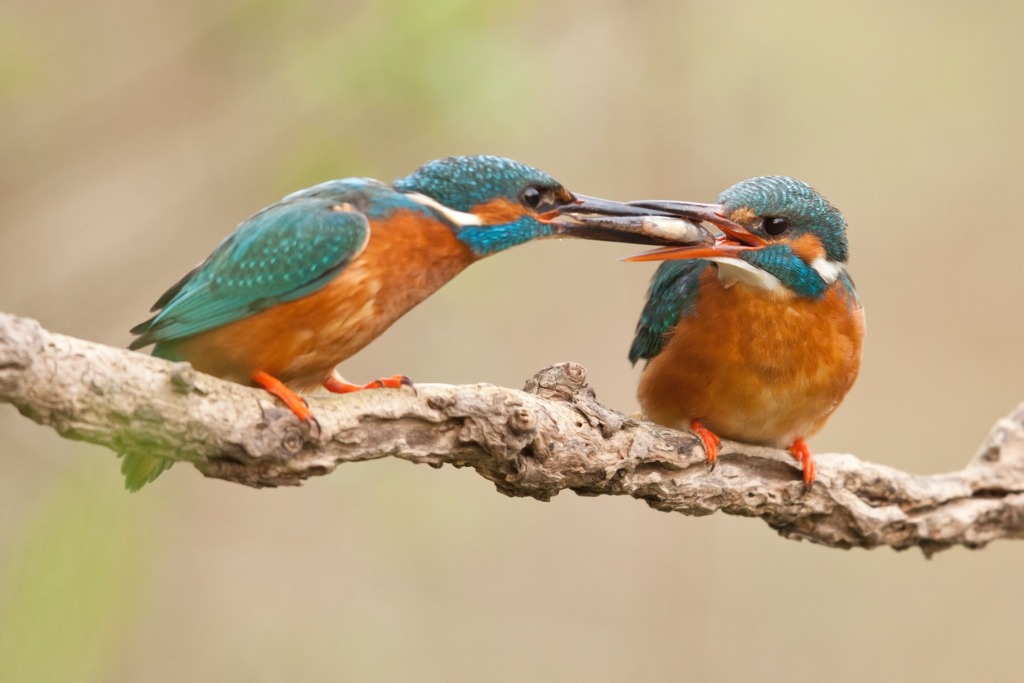 bird wildlife photography image 