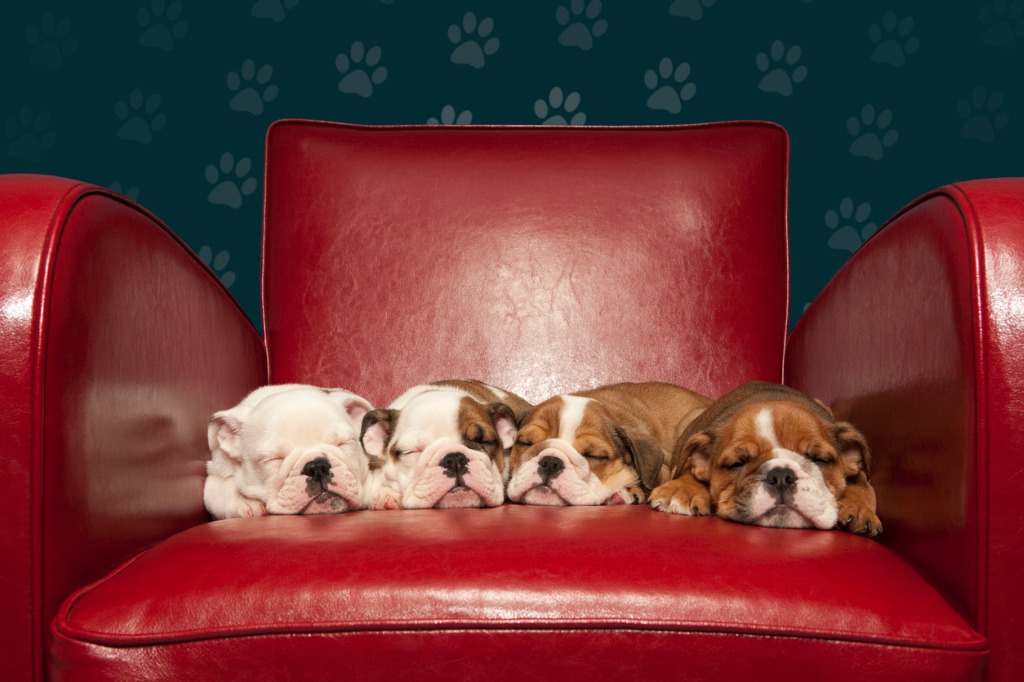 four puppies asleep on red armchair picture id108270058 image 