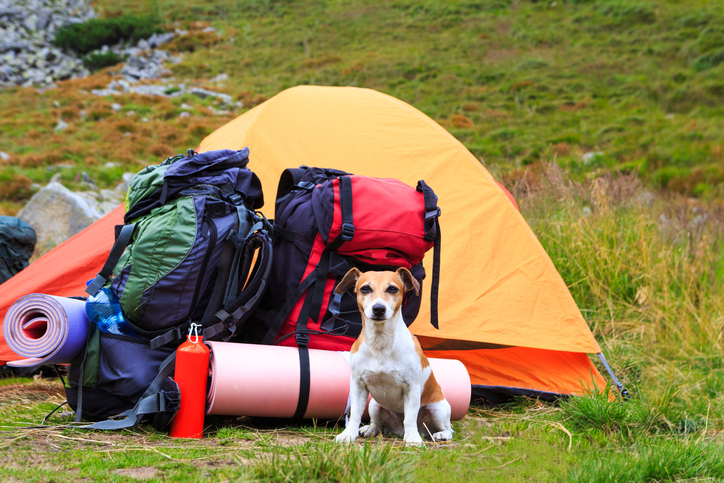 Tips for Camping With Dogs image 