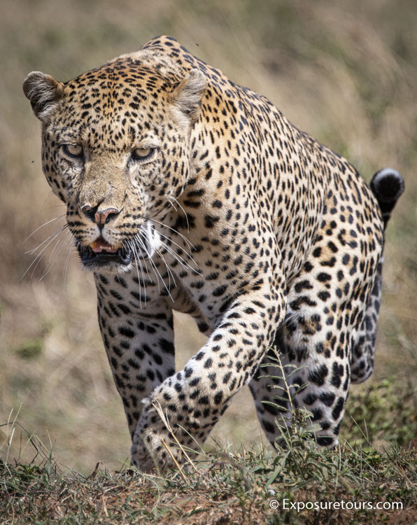 leopard exposure tours image 