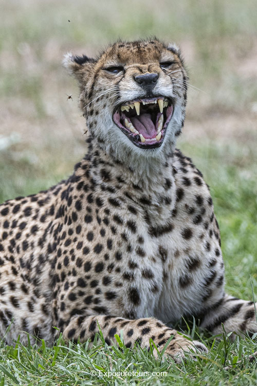 photosafari cheetah exposure tours image 