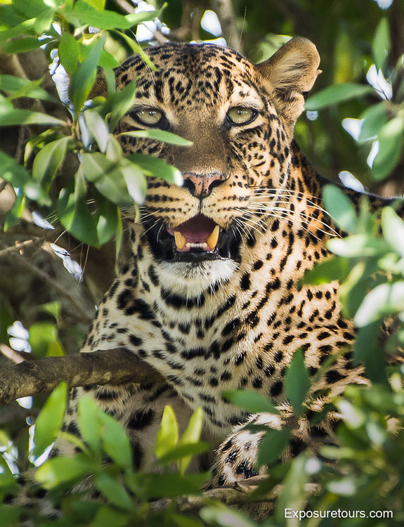 leopard exposure tours 2 image 