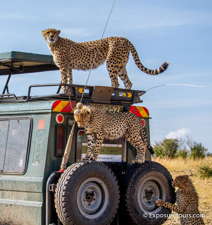 exposure tours big cats on truck image 