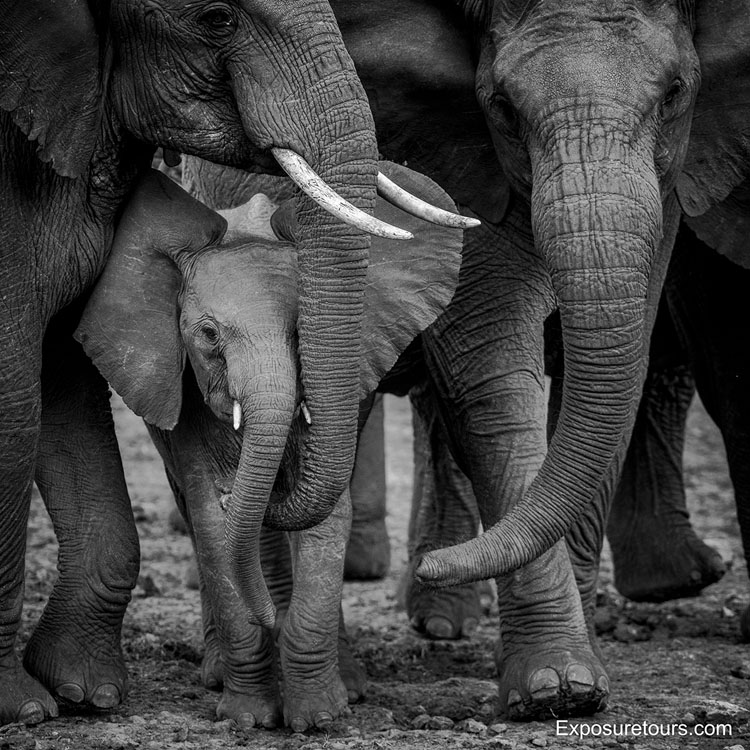 exposure tours elephants image 