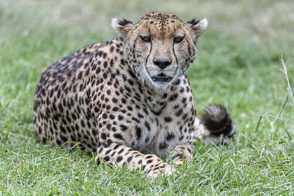 cheetah in africa