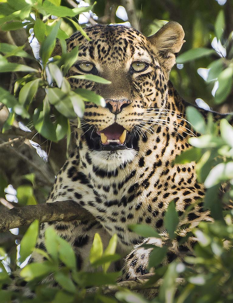 leopard in tree image 