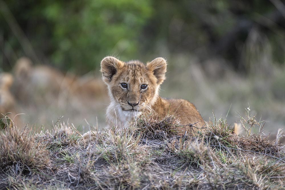 lion cub african big cats