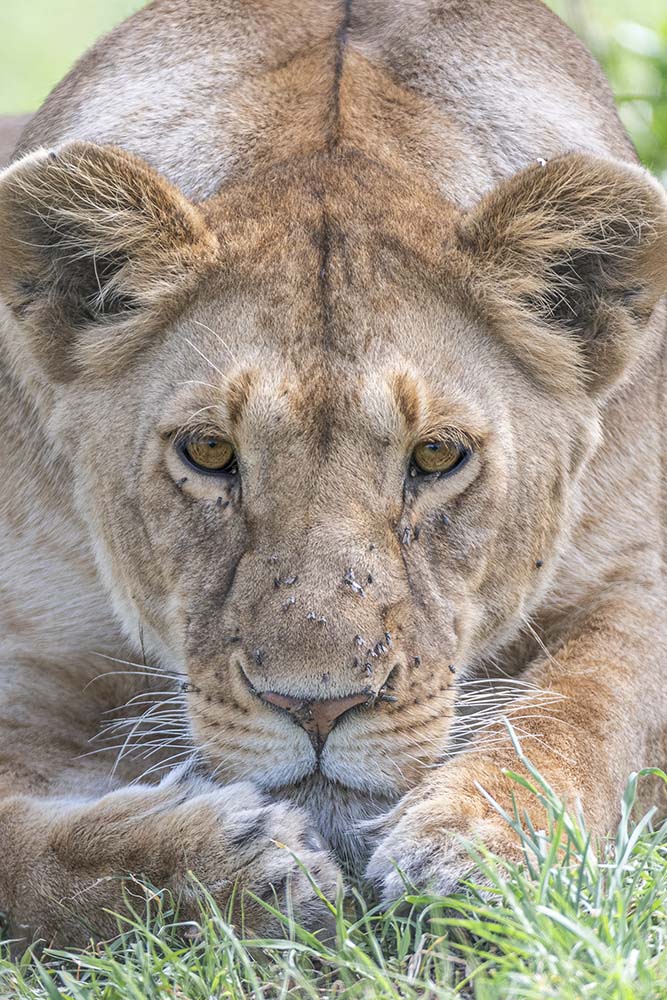lioness stare image 