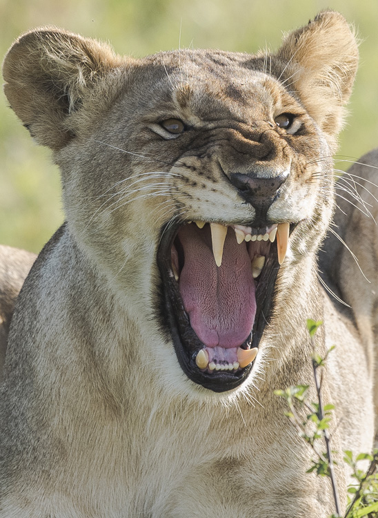 expressive lion photography image 
