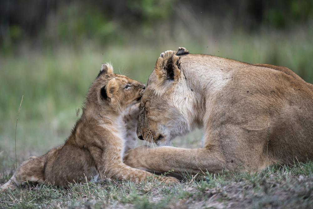 Mastering the Art of Lion Photography in ... image 