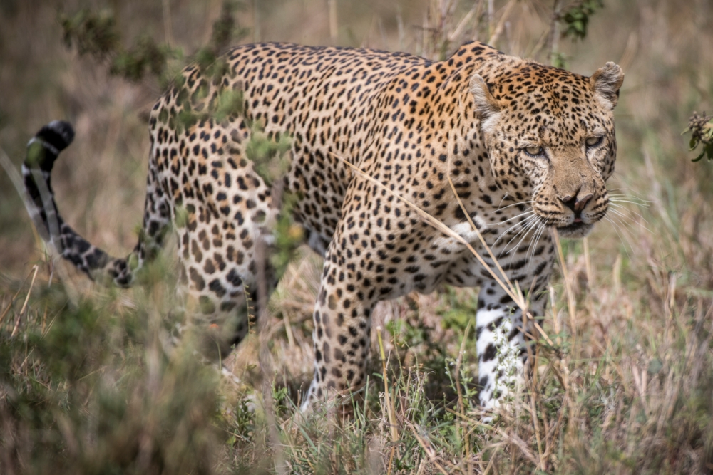 How to Capture Stunning Wildlife Images 2 image 