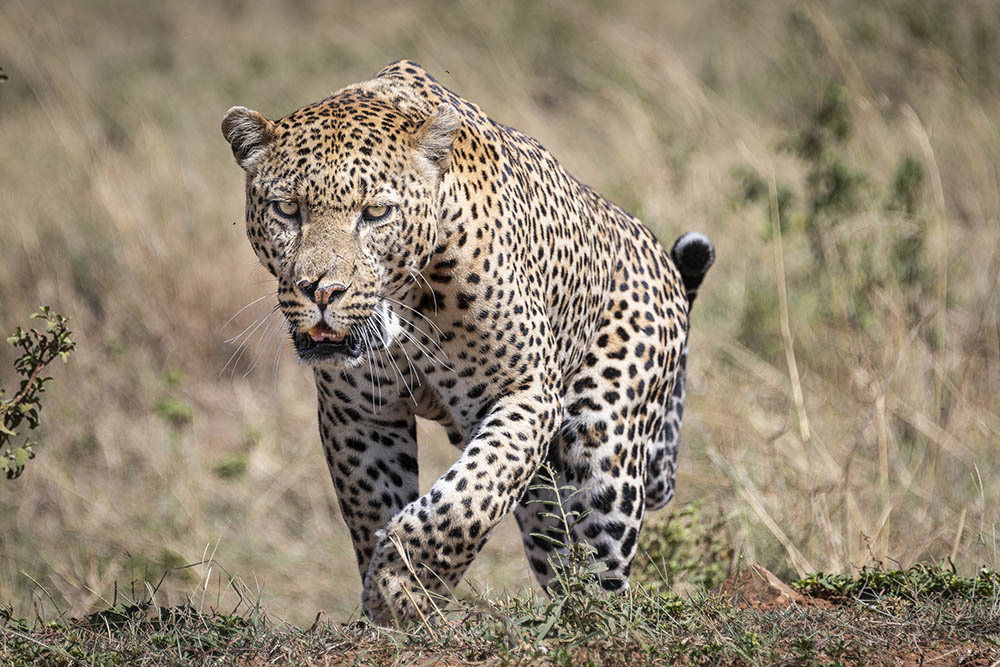 african big cats action wildlife tips image 