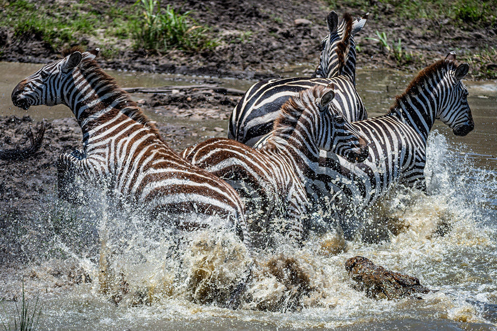 freeze movement of zebras image 