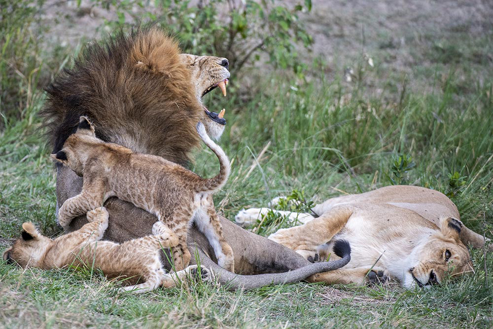 lion family image 