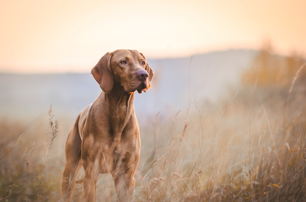 5 Dog Photography Tips for Stunning Results image 