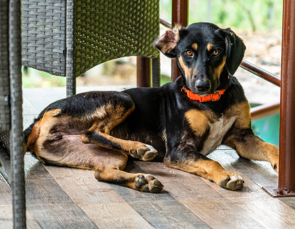 Final Thoughts on Dog Photography image 