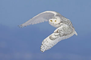 Snowy_Owls_-_Getting_the_Shot_html_11ac3295 image 