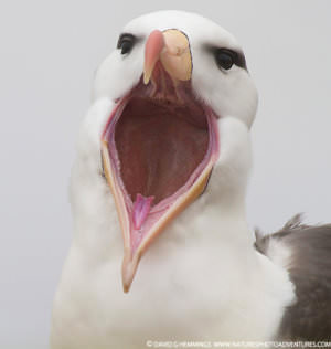 albatross_2_web_nsn image 