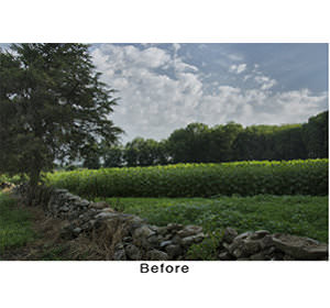 before_foliage image 