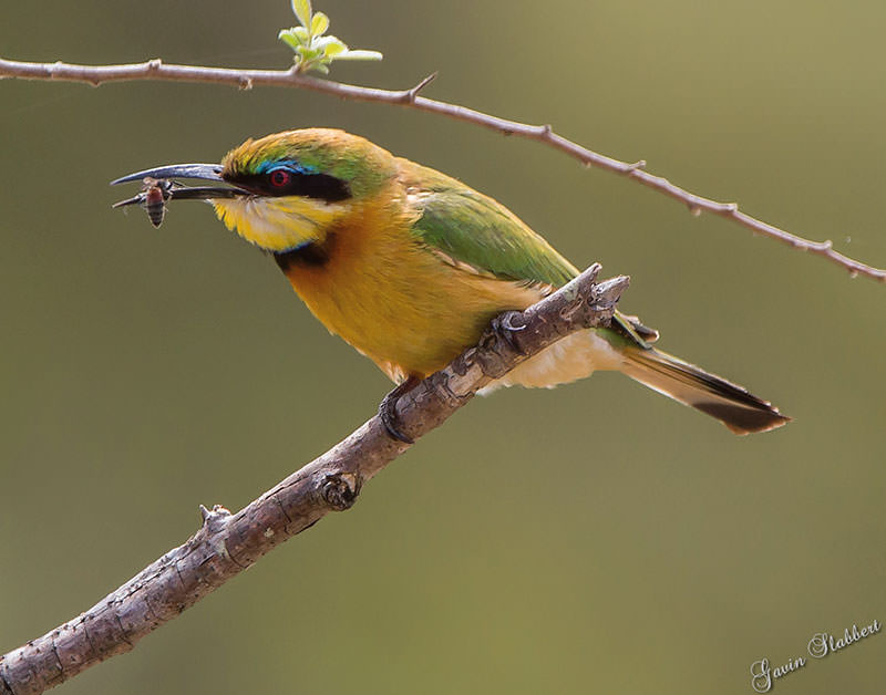  66R2243-Bee-Eater