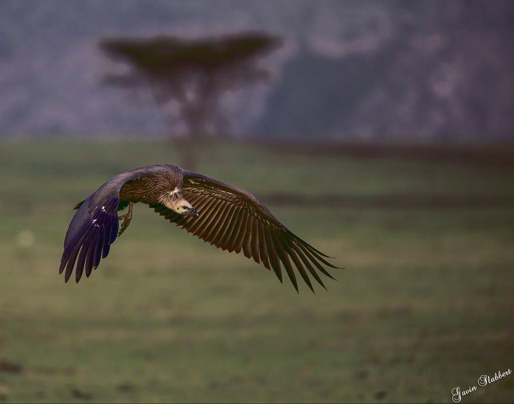  66R8075-vulture-in-flight