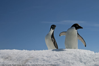 CRW 6689 adelie penguins