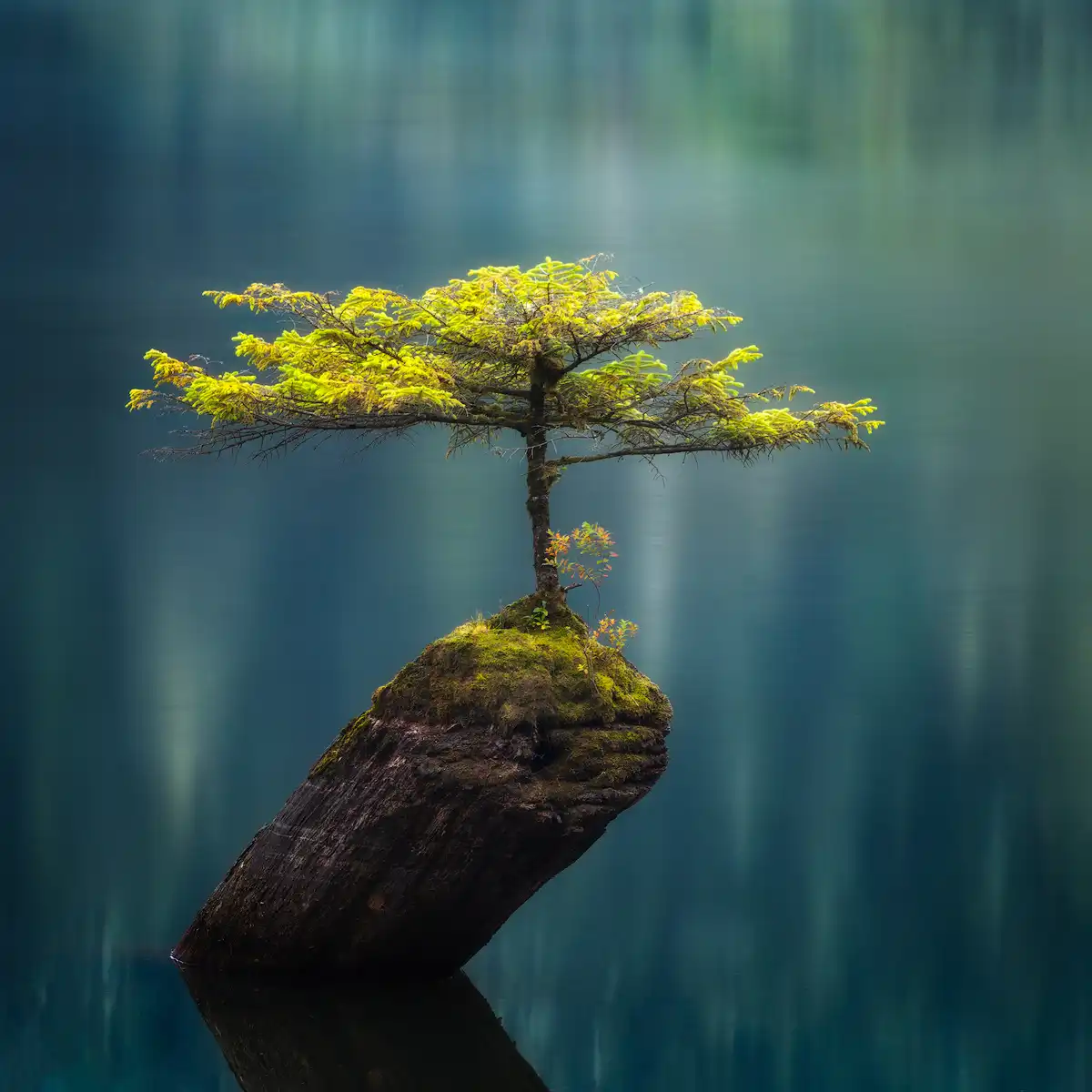 Природа умиротворяет. Красивое дерево. Одинокое дерево. Дерево посреди озера. Одиноко стоящее дерево.