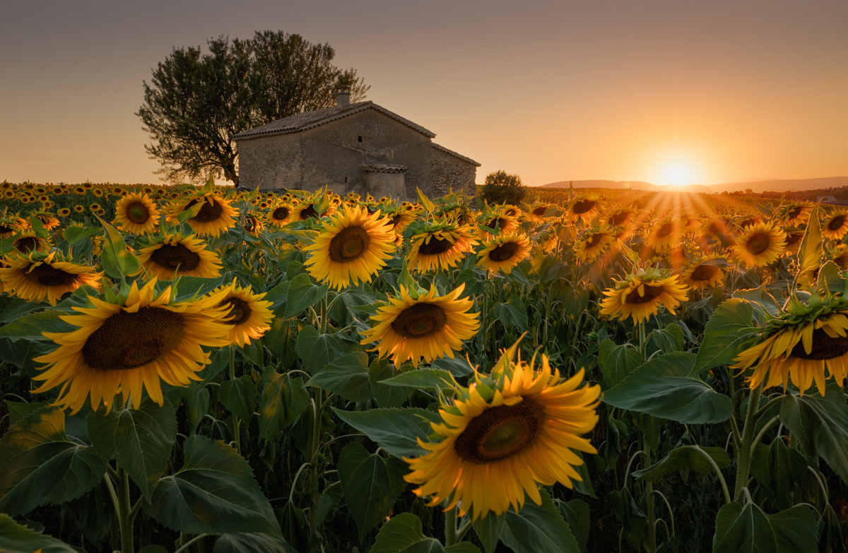 Provence sunflowers