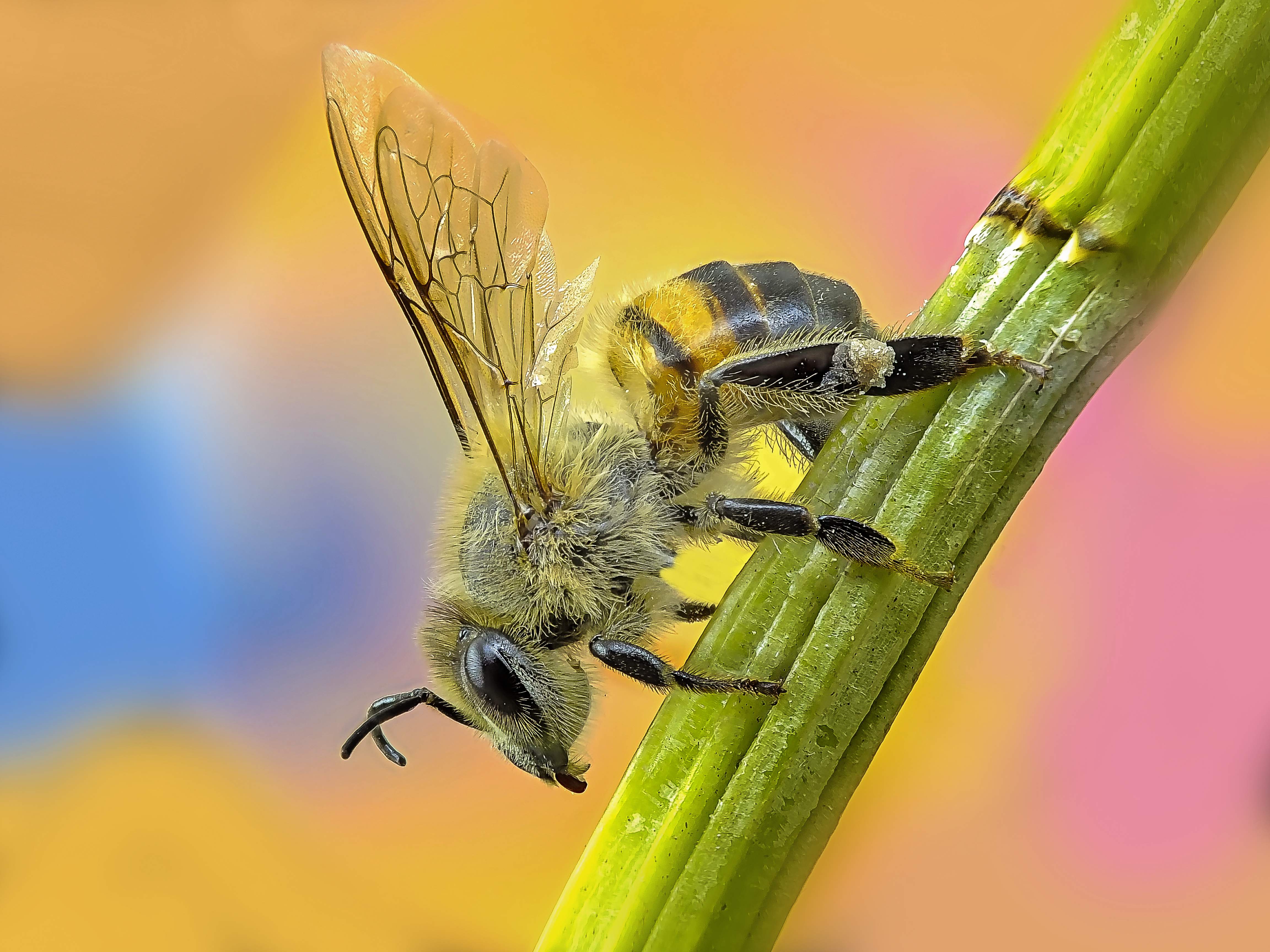 Bee, abelha