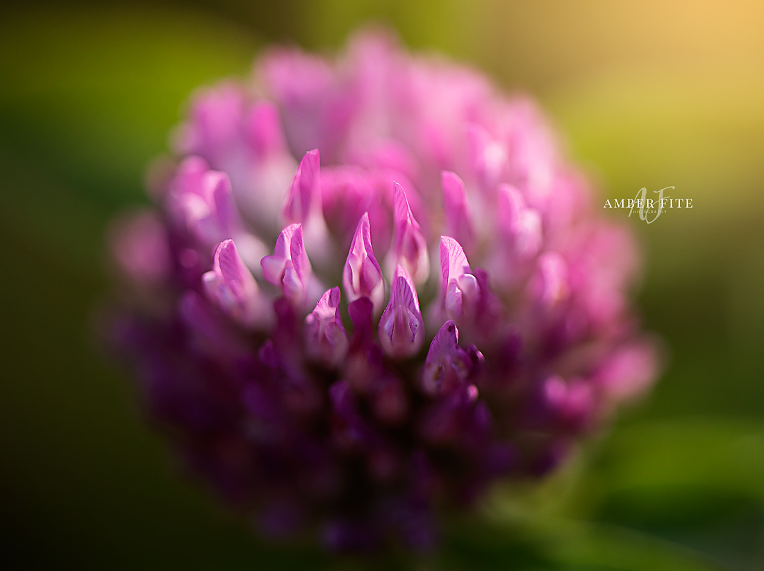 Fine Art Nature by Amber Fite Photography - Macro