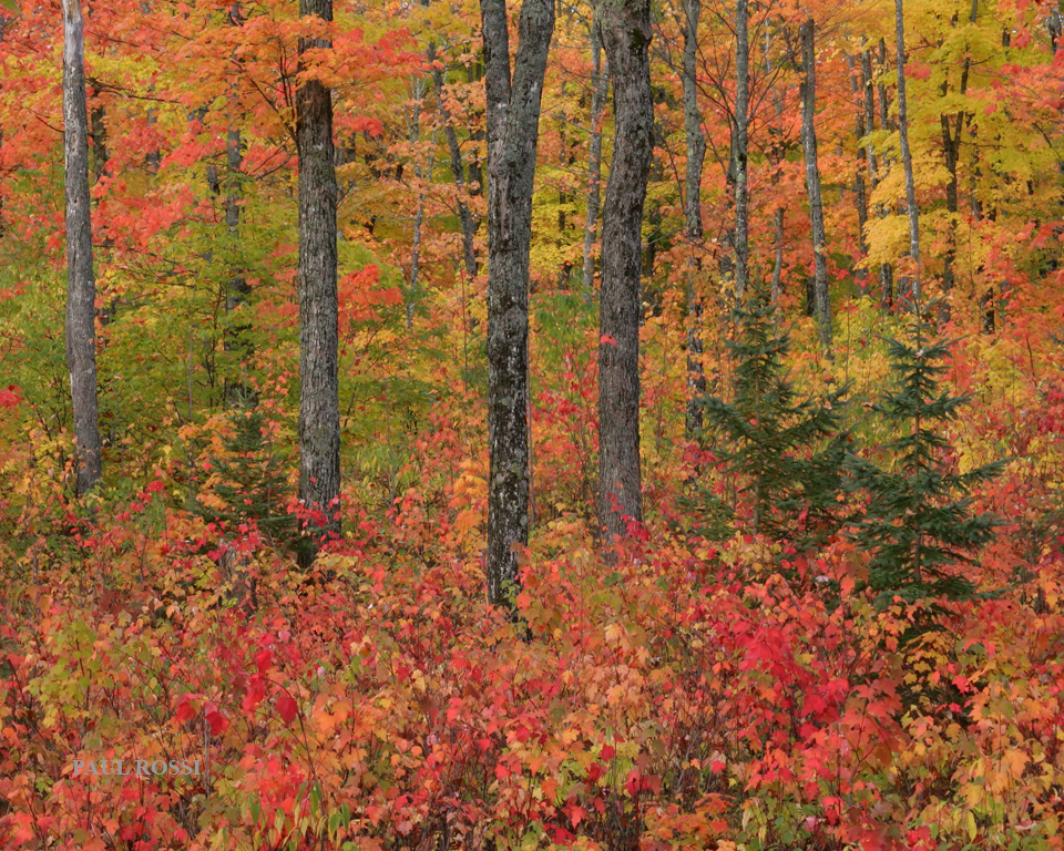 Michigan Upper Peninsula Fall Forest