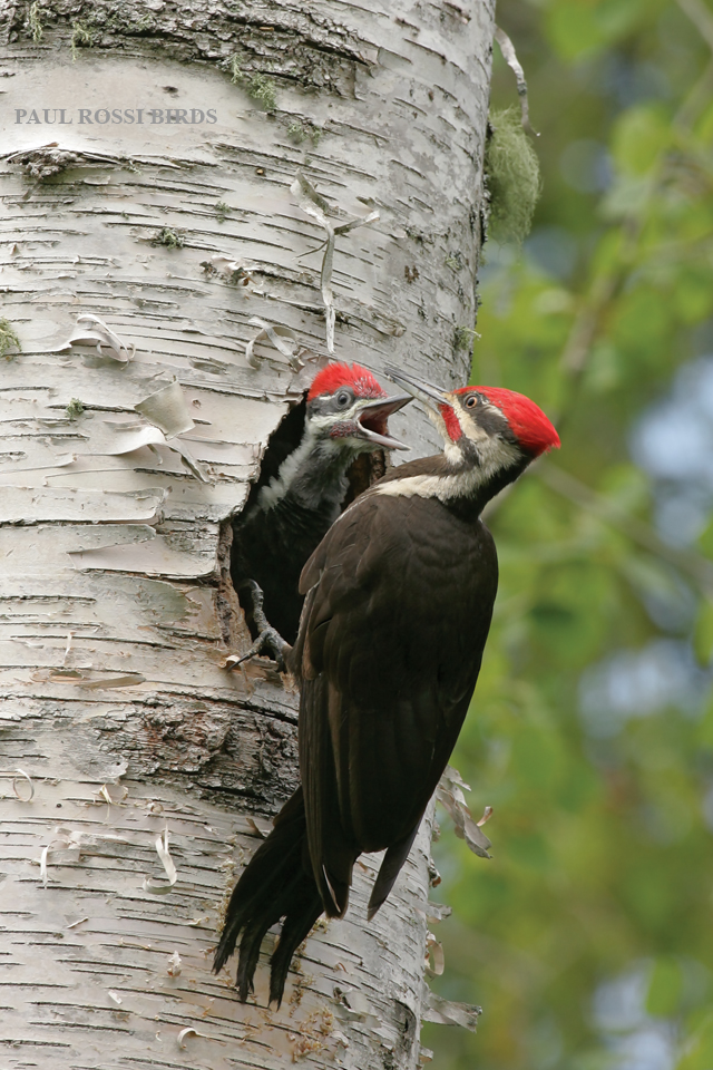 Pileated Woodpecker Nest