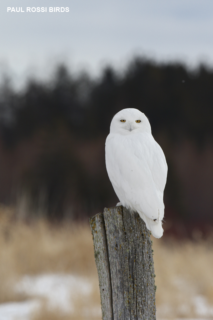 Male Snowy Owl on Post