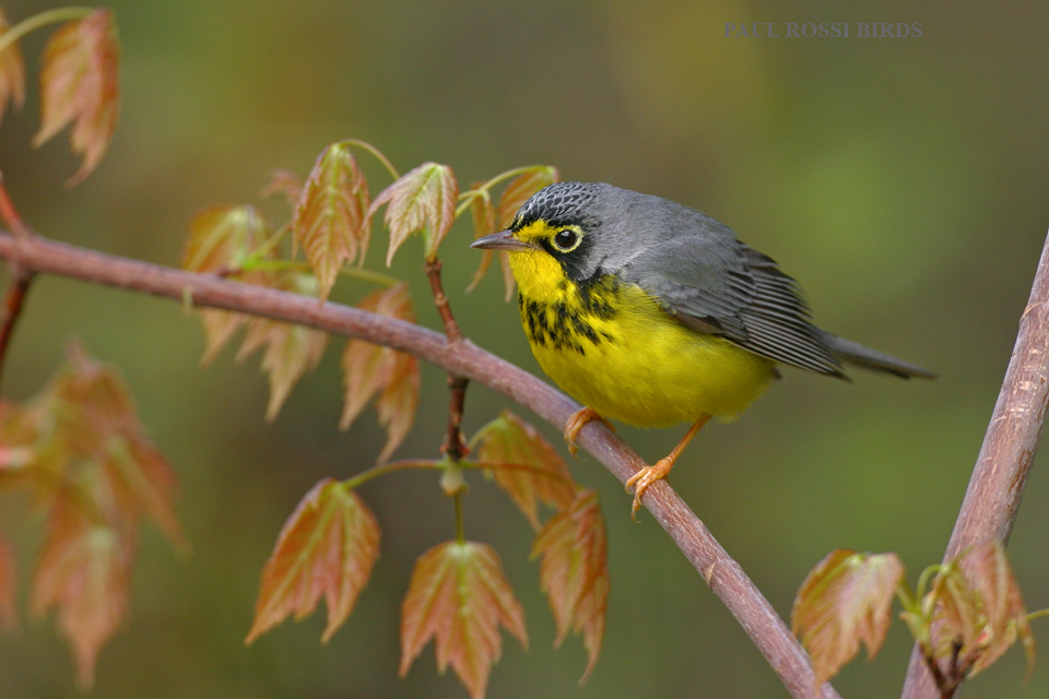 Male Canada Warbler