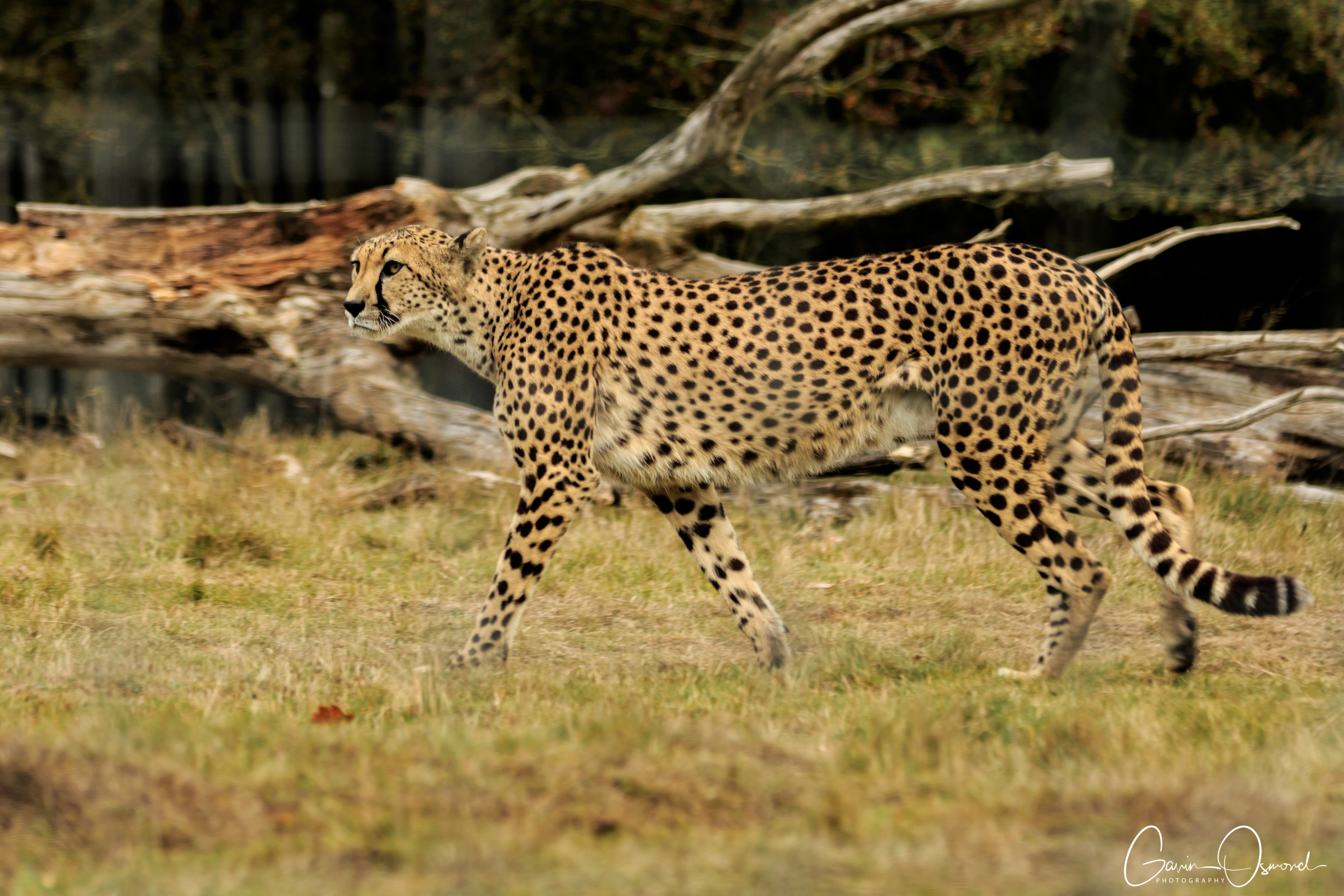 West Midlands Safari Park Cheetah