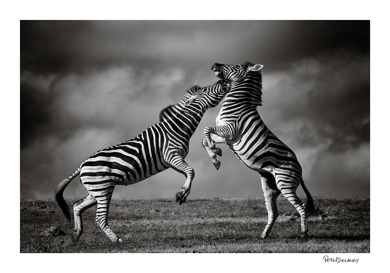 Zebra Dance