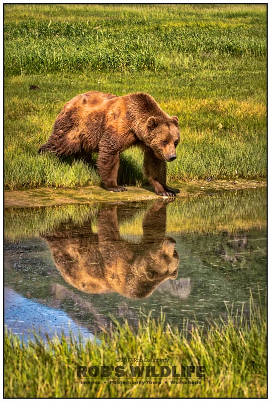 Alaska Brown Bear Reflection