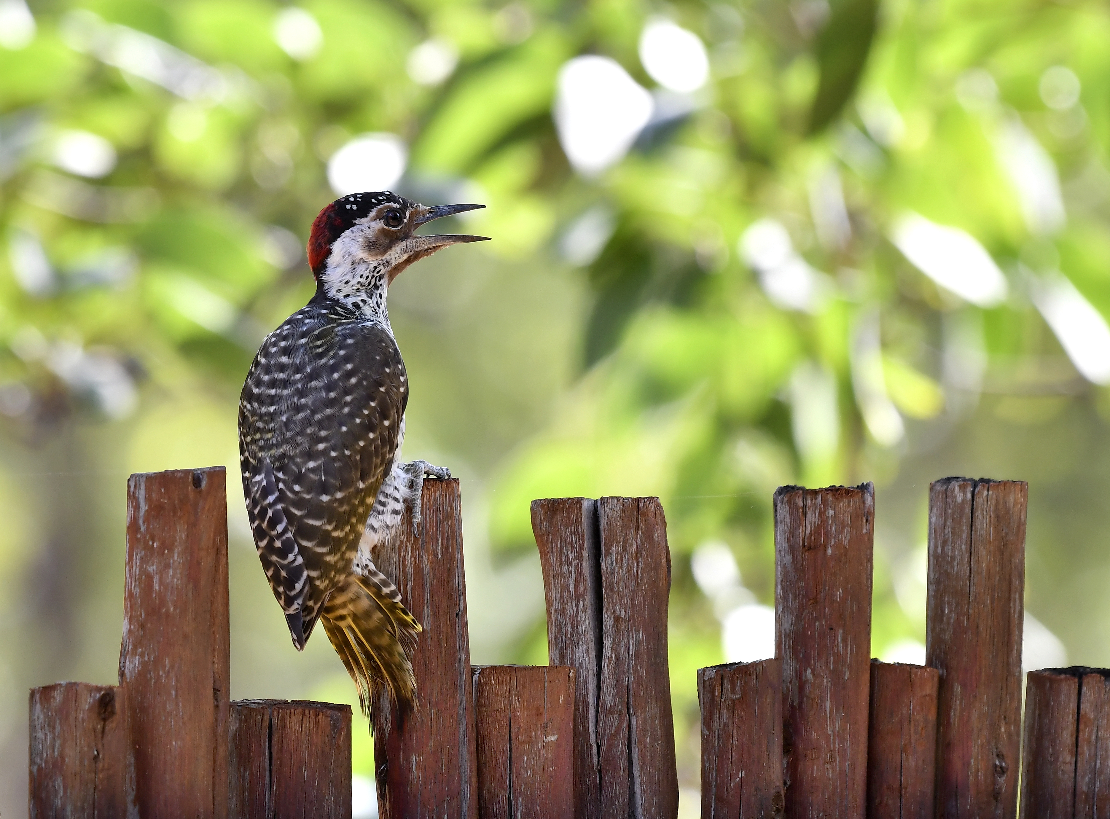 Male Goldentailed Woodpecker