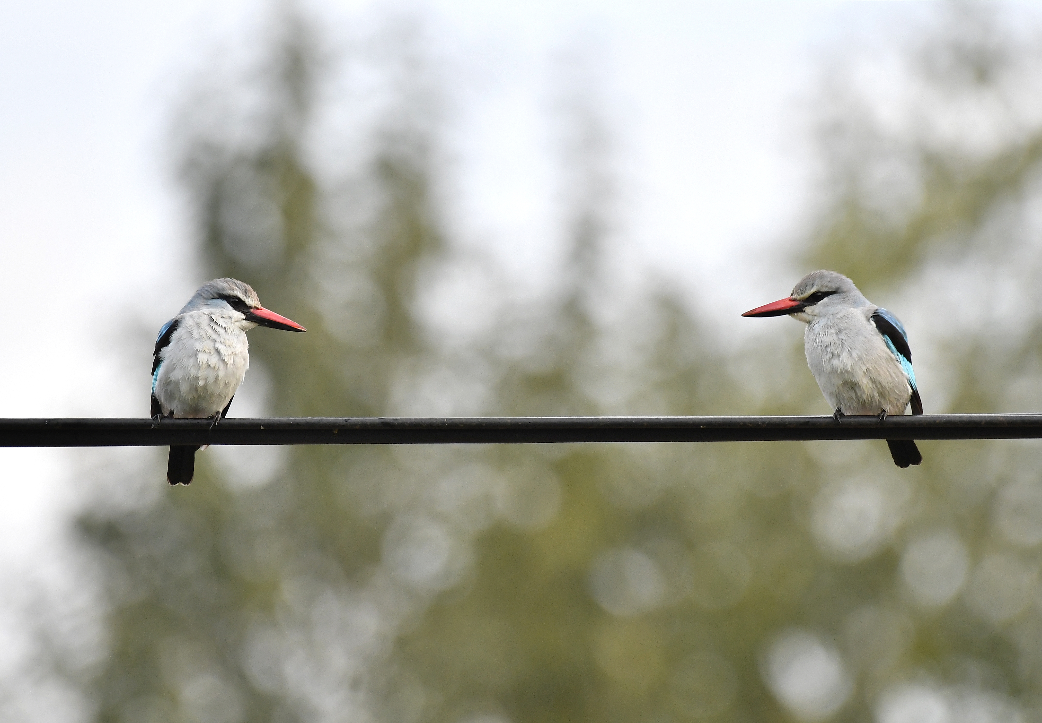 Woodland Kingfishers