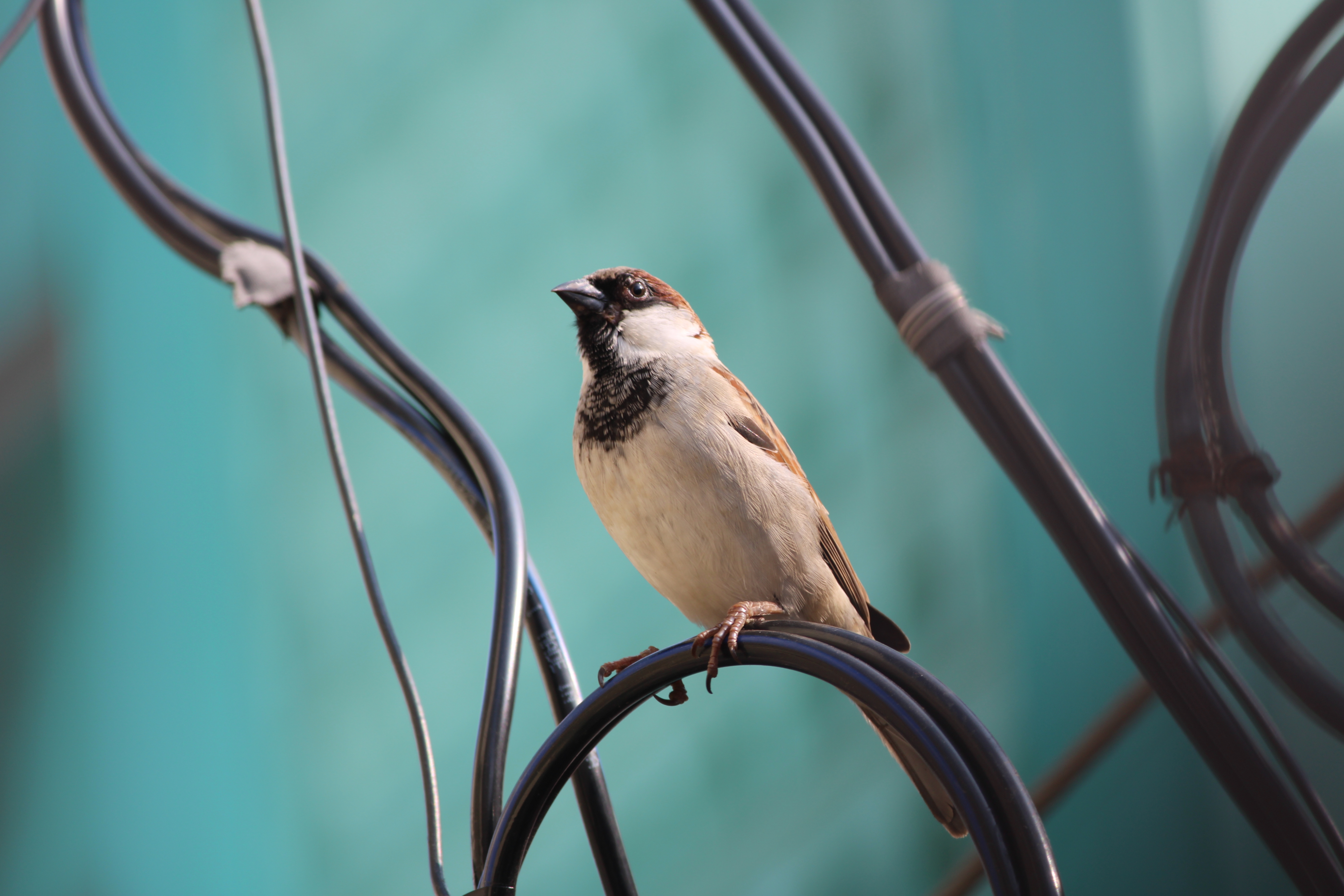 Sparrow - Symbolizes joy and protection